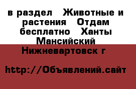  в раздел : Животные и растения » Отдам бесплатно . Ханты-Мансийский,Нижневартовск г.